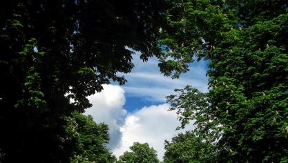 tree-220664_1920