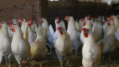 chicken-624977_1920