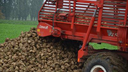 L’offre de sucre devrait excéder la demande après deux années consécutives de déficit.