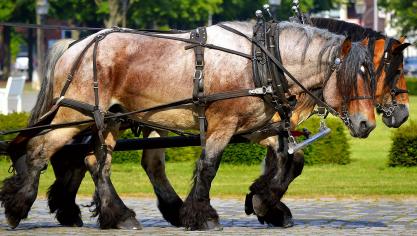 work-horses-2383623_1920