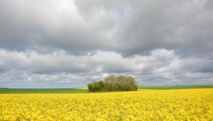 Le colza a connu, toutes régions confondues, une période de floraison particulièrement longue.