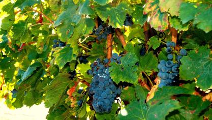 vines-1955272_1920