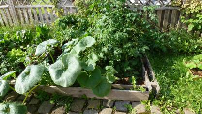 Un potager naturel est réalisé avec le compost obtenu des toilettes sèches.
