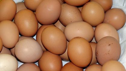 egg-917511_1920
