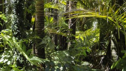 rainforest-78516_1920