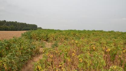 Le suivi de parcelles par le Centre pilote pomme de terre met en évidence une forte progression des rendements en lien direct avec la météo