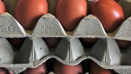 egg-2216491_1920