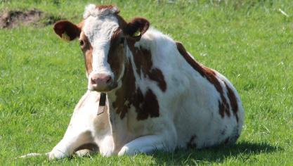 animal-349375_1920
