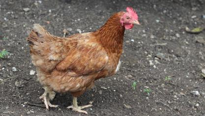 hen-2546555_1920