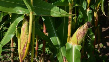 Dans de nombreuses régions, à l’image de la moisson des céréales à paille, la récolte des ensilages sera précoce cette année.