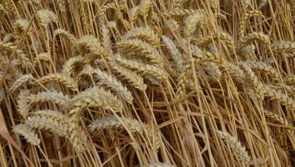 Le contrat de bail à ferme pour l’agriculteur, c’est un peu son contrat
de travail à durée indéterminée. C’est son gagne-pain. Pour le législateur, c’est forcément une matière délicate à réformer.