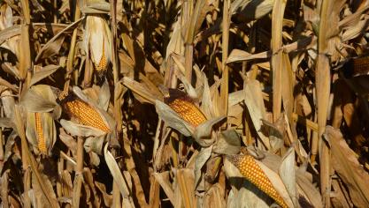 La production de maïs grain dans l’UE serait inférieure à la moyenne (60,4 millions de tonnes), en raison de rendements plus faibles et de transferts du grain vers le fourrage, note le Conseil international des céréales.