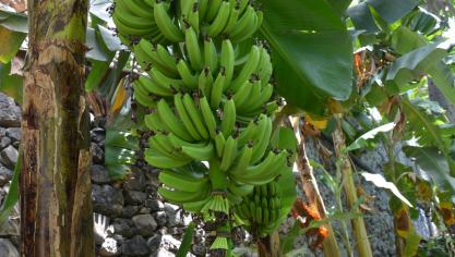 Fruit le plus exporté au monde, la banane est menacée par une nouvelle souche de la jaunisse fusarienne. La Fao réclame des fonds pour organiser la lutte.