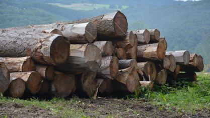 En Europe, les bioénergies, dont fait partie le bois-énergie, constituent 60
% des énergies renouvelables.