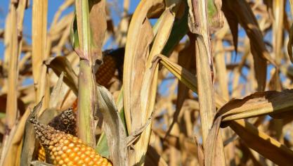 Entre le 22 septembre et le 20 octobre, l’humidité a baissé de  0,33 point/jour en moyenne pour les 2 groupes de précocité,  un record!