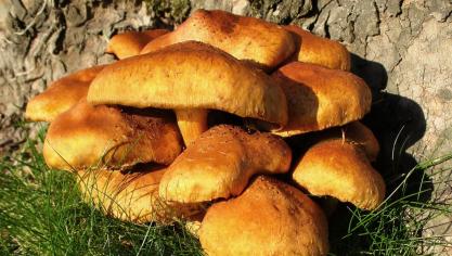 mushroom-2526494_1920