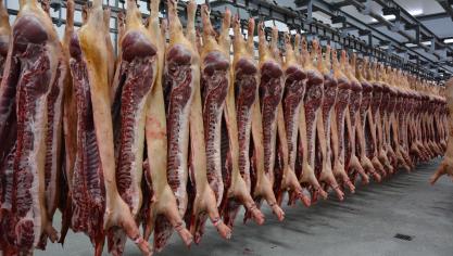 Chaque semaine, PQA abat près de 1.200 porcs de qualité différenciée (porcs fermiers, porcs bio et porcs plein air).