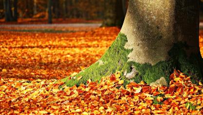fall-foliage-1913485_1920