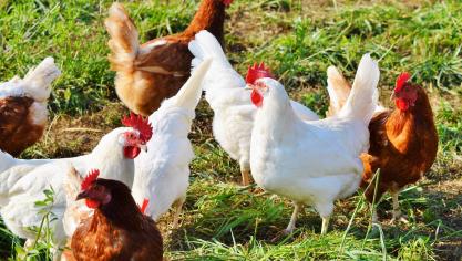 chicken-2789493_1920