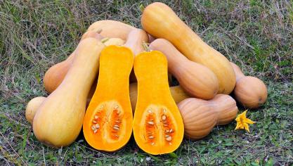 butternut-squash-109131_1920