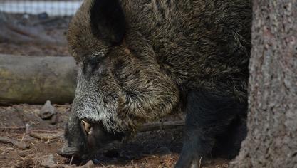 the-boar-1721244_1920