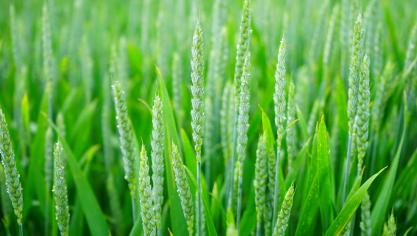 wheat-1117267_1920