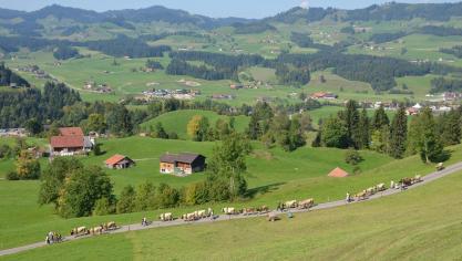 La transhumance débute par une lente descente vers le village de Schüpfheim, dans le décor des montagnes et villages suisses.