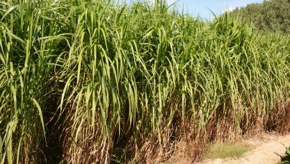 En Région wallonne, les bioénergies représentent plus de 75% de l’énergie renouvelable produite.