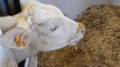 Près de la moitié des matières premières entrant dans la composition des aliments composés pour animaux sont des sous-produits provenant de l’industrie alimentaire.