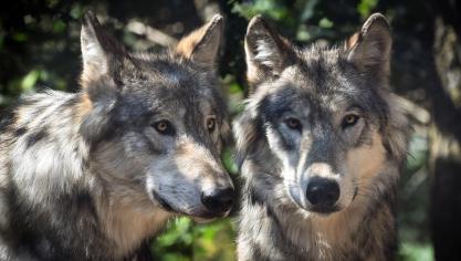 wolf-2984865_1920