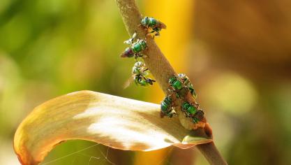nature-3006935_1920