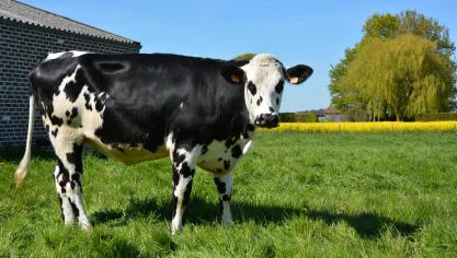 Pour les soutiens couplés aux bovins, le versement correspond à 95
% de l’enveloppe.