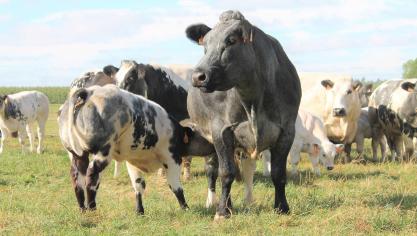 cow-2218072_1920