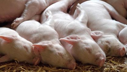 piglet-1639587_1920