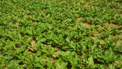 Avec cette décision, Phytofar et Bioplus-Probois se disent satisfaits de constater que le Conseil d’État considère que la Région wallonne doit respecter les compétences fédérales.