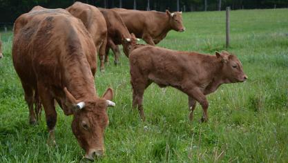 La Wallonie souhaite désormais que 2.000 de ses exploitations soient converties à l’agriculture bio d’ici à 2020, contre 1.750 précédemment.