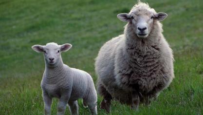 sheep-2625347_1920