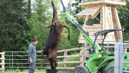 En Suisse, un éleveur a installé un poste de tir pour abattre lui-même ses vaches,  ne provoquant ainsi aucun stress chez l’animal.