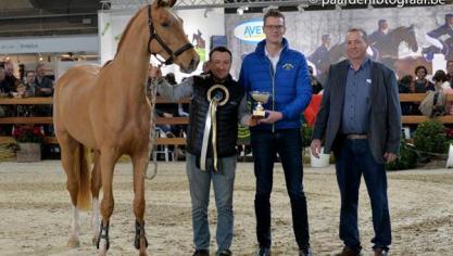 Pop Star van de Schelpenhoeve (BWP – Diamant de Semilly x Narcos II), une nouvelle star en devenir.
