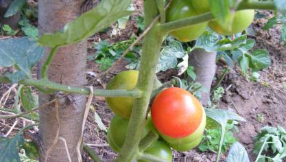 La fleur de la tomate se féconde souvent elle-même. Les variétés population gardent donc assez bien les caractères parentaux. Pour les hybrides, nous retrouvons les caractères de la variété que pour une partie des graines récoltée, selon les Lois de Mendel.