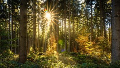 forest-2960091_1920