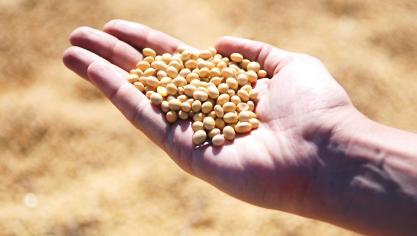 soybean-1831704_1920
