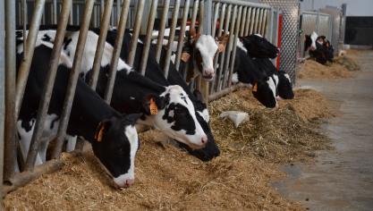 L’analyse génomique réalisée sur une génisse va permettre de déterminer de manière beaucoup plus fiable sa valeur génétique, sans attendre sa troisième ou quatrième lactation.