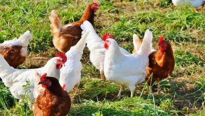 chicken-2789493_1920
