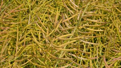 Les prix de l’huile de palme, de soja mais aussi de colza ont augmenté.