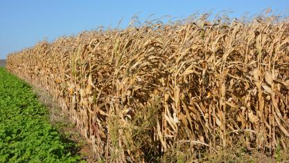 Appelé à rester au champ parfois tard dans l’arrière-saison, la bonne tenue des tiges est une qualité essentielle pour le maïs grain.
