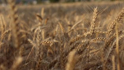 wheat-3073181_1920