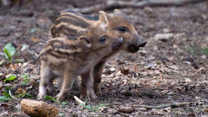 little-pig-2224212_1920