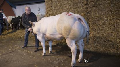 Raphia de la Coutère (Revers X Grommit), 1er prix des génisses de 8 à 20 mois, à Germeau Association, Piétrain.