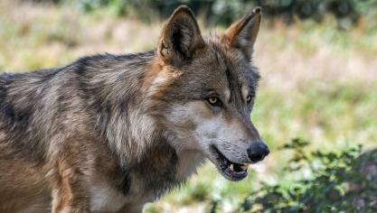 wolf-2952937_1920